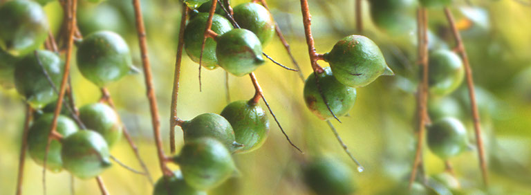 macadamia nuts with husk on tree in New South Wales Australia 