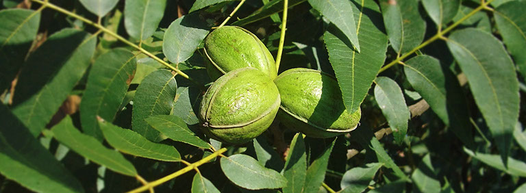 pecan nuts with husk on tree in Georgia USA